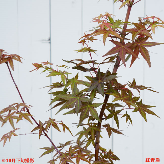 momiji. синий .( алый se кроме ) 5 номер длинный pot 