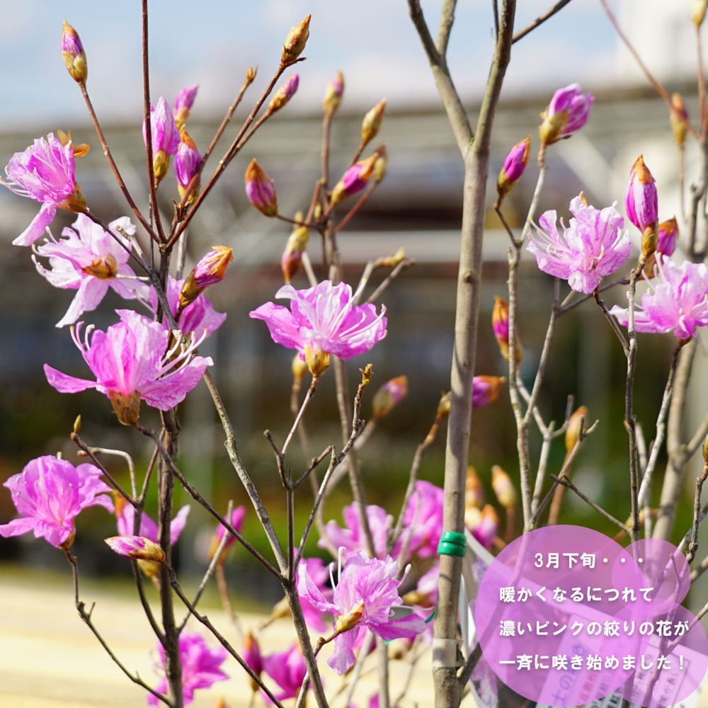  Mitsuba azalea Fuji. brilliancy aperture stop flower variegated flowering root to coil large seedling rare goods kind Ryuutsu little unusual goods kind 