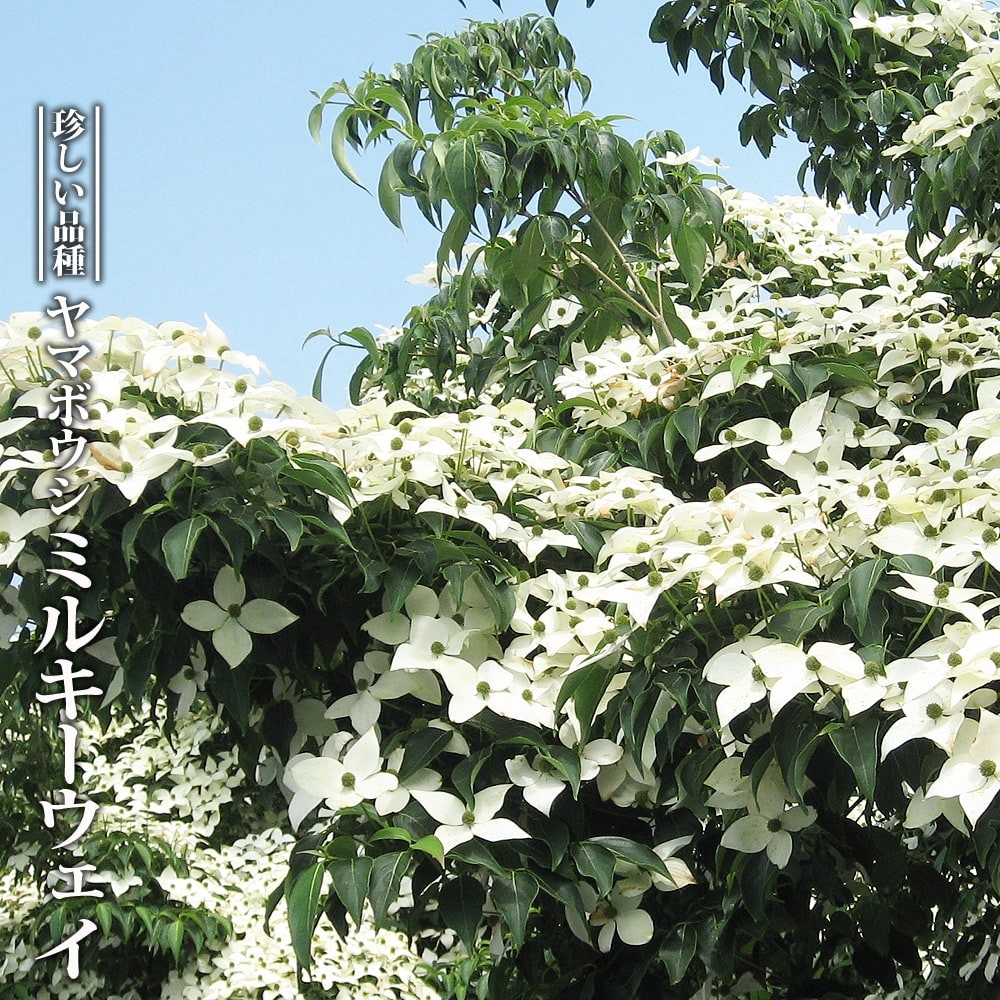  cornus kousa Mill key way 3.5 number pot seedling is navi ro value 