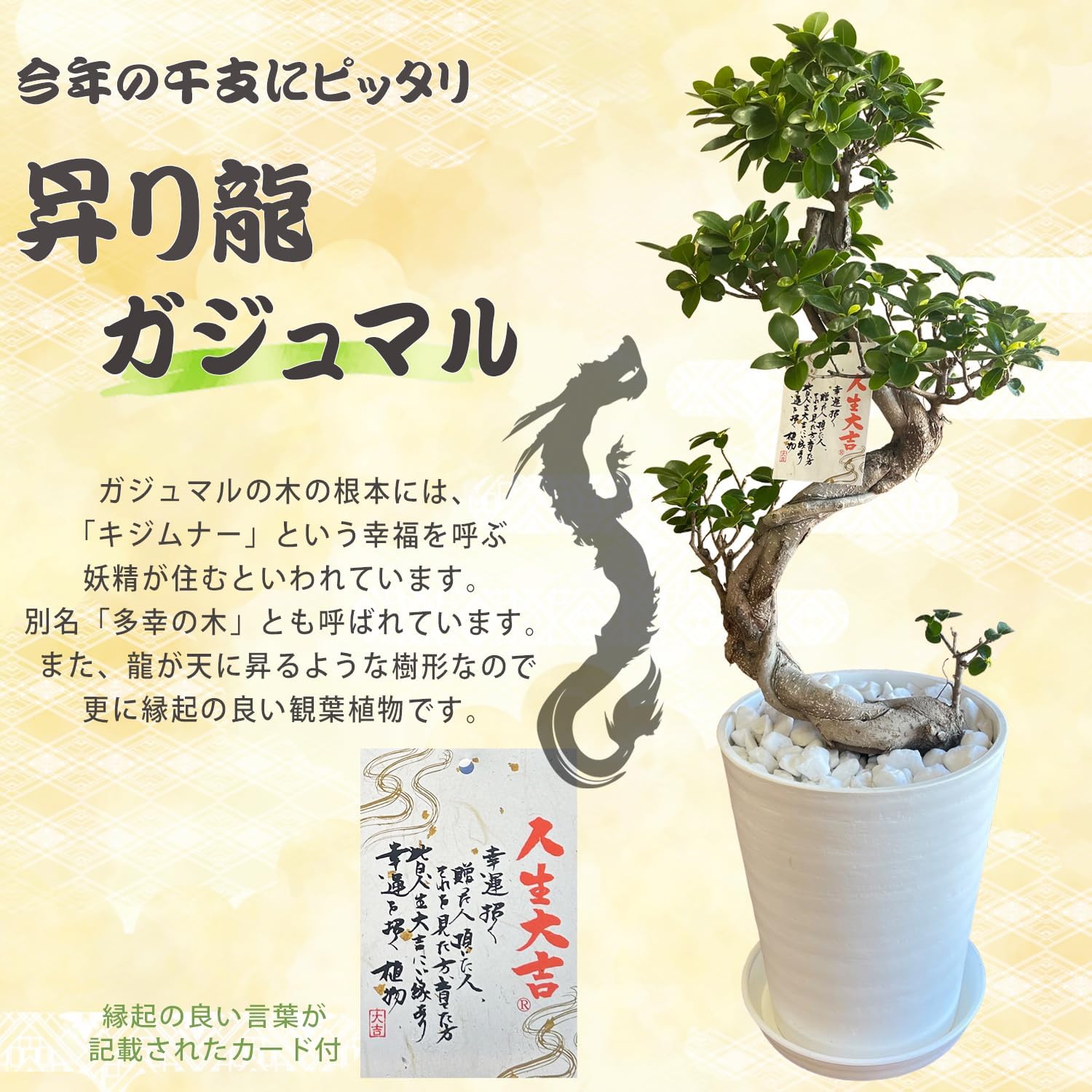 gaju maru decorative plant large gaju maru. tree .. dragon 8 number pot gift stylish decorative plant potted plant opening festival . celebration present present Okinawa 