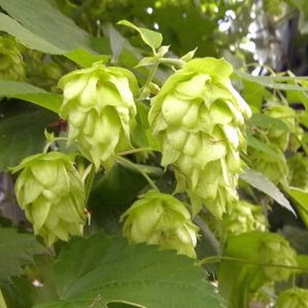  ho p Alpha aroma 3.5 номер рассада самка АО 