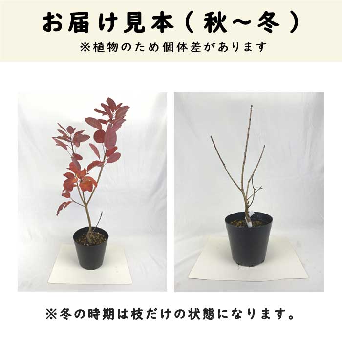  затонированный tree затонированный tree саженец жемчуг мех 15cm pot Hanaki рассада садоводство садовое дерево .... мех нежный симпатичный 