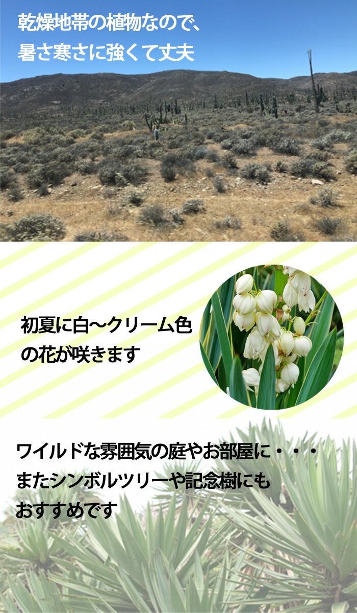  юкка Lost la-ta15cm pot растение садовое дерево саженец много год .ryuuzetsu Ran декоративное растение выдерживающий холод . выдерживающий жара . Driger ten символ tree 