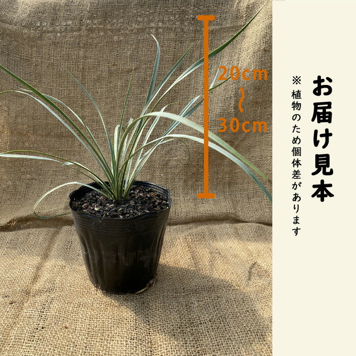  юкка Lost la-ta15cm pot растение садовое дерево саженец много год .ryuuzetsu Ran декоративное растение выдерживающий холод . выдерживающий жара . Driger ten символ tree 