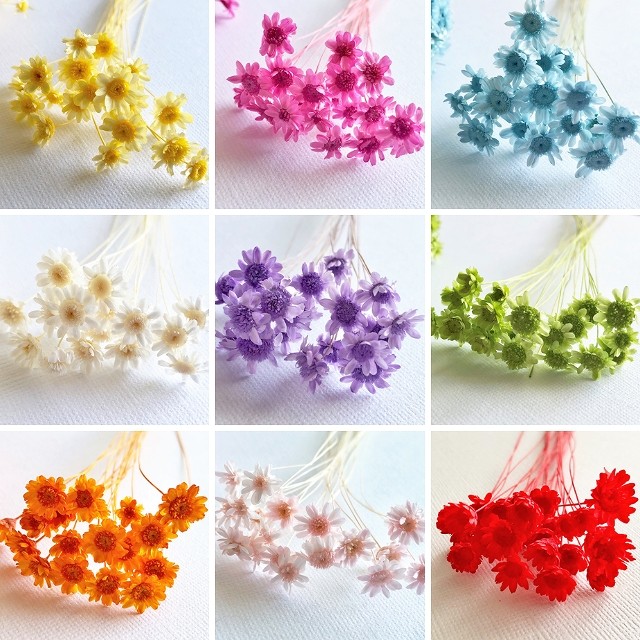 [ dry flower ] Star flower bro Sam small amount .20ps.@ large ground agriculture . herbarium hair ornament small flower 