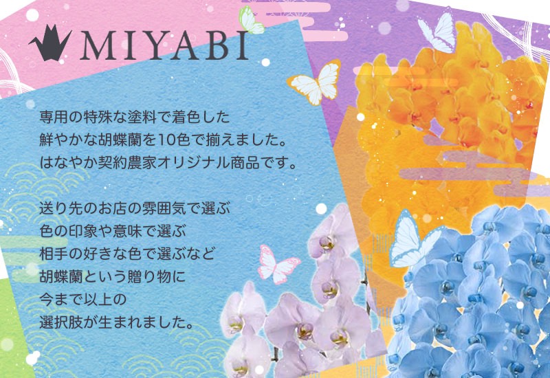 MIYABI. бабочка орхидея большой колесо 3шт.@..24 колесо и больше .. изобилие .. бабочка орхидея 10 цвет развитие синий зеленый orange желтый цвет фиолетовый b LOOPER тянуть 