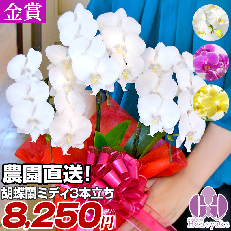 . butterfly orchid midi 3ps.@.. wrapping,. free! photograph distribution equipped flower gift present celebration flower flower pot celebration .. opening opening festival . birthday ... Mother's Day 