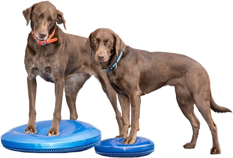  собака для для соревнований Agility сопутствующие товары America FitPAWS баланс диск 35.5cm голубой 