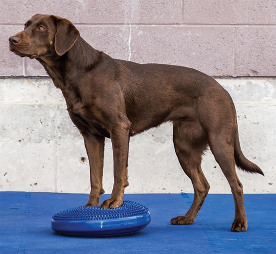  собака для для соревнований Agility сопутствующие товары America FitPAWS баланс диск 35.5cm голубой 