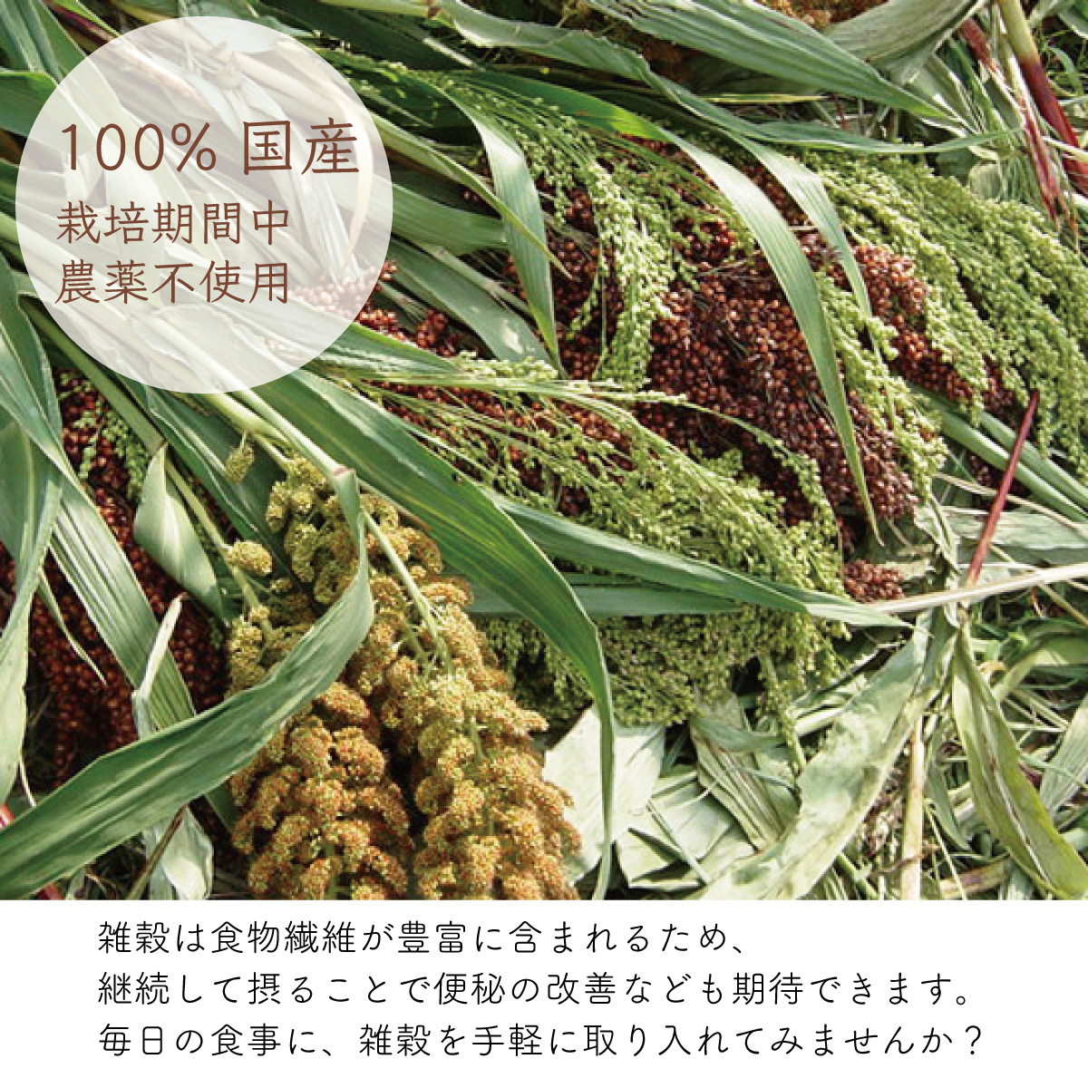  злаки .. просо 3 упаковка (160g×3) местного производства Yamagata префектура маленький страна блок . мир 6 год производство хлопчатник кастрюля сельское хозяйство . бесплатная доставка 