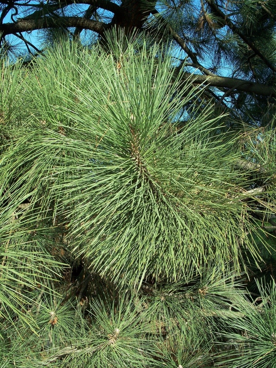 sisimatsu( call ta- сосна ) семена 5 шарик Big-cone pine 5 seeds