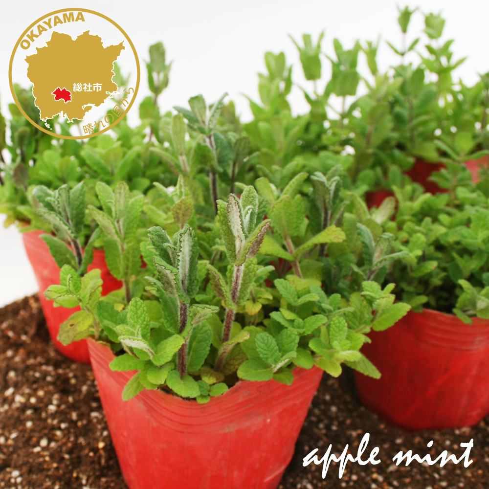  трава Apple мята трава рассада 6 pot комплект 3 номер pot цветок Bloom. рассада [ яблоко рассада трава рассада Apple мята. рассада огород веранда apple mint]