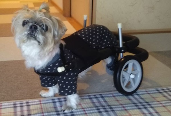  dog for wheelchair baby-walker for small dog custom-made 2 wheel interior walking assistance . dog assistance motion li is bili...... nursing 