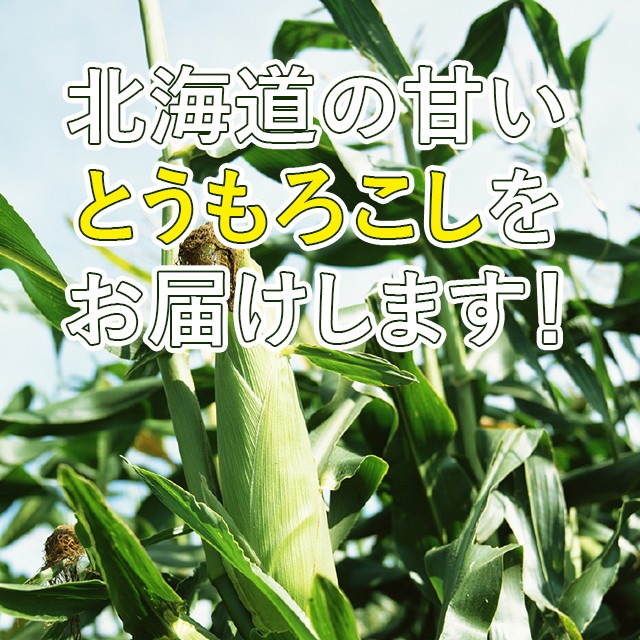 2024 year reservation corn free shipping Hokkaido production white corn snow. ..(6 pcs insertion .) / popular white white corn .. height sugar times production direct 