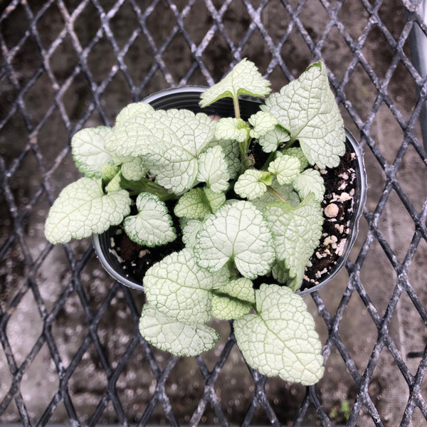 [ our shop agriculture place production ]lamium sterling silver 9cm pot seedling ground cover .! enduring cold .. root .*