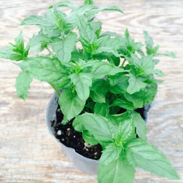 [ our shop agriculture place production ] spare mint 9 centimeter pot seedling cooking optimum . herb!