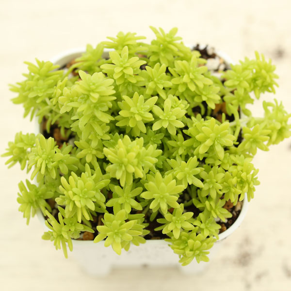  суккулентное растение se dam Dream Star 7.5cm pot рассада 