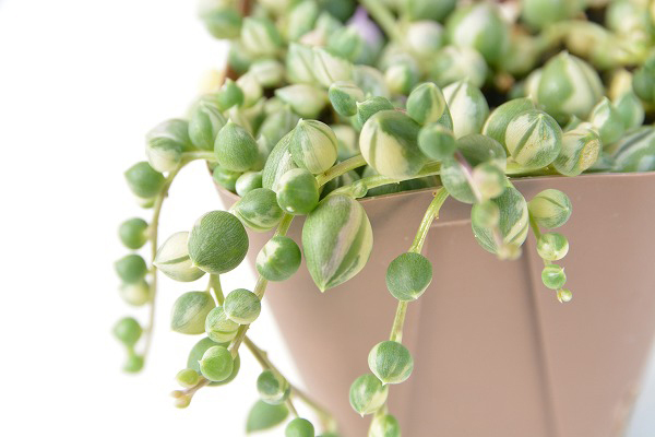  succulent plant senesio. go in green necklace 7.5cm pot seedling 
