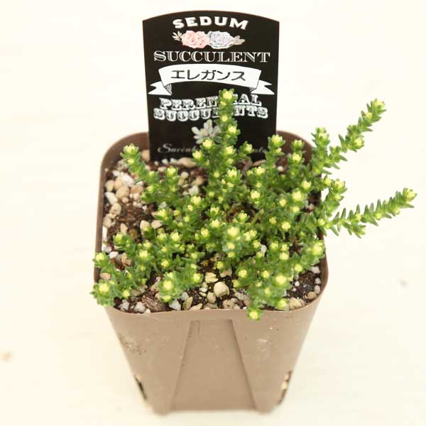  succulent plant se dam elegance 7.5cm pot seedling ground cover optimum *