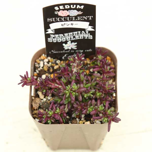  succulent plant se dam Pinky 7.5cm pot seedling 