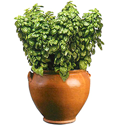 [ our shop agriculture place production ] sweet basil ever leaf jeno beige ze9cm pot seedling 