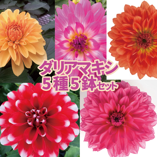 [ our shop agriculture place production ]. -ply .. dahlia maxi series 5 kind 5 pot set 9cm pot seedling * bulb . every year ..!5/26 update 