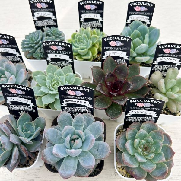 * free shipping * succulent plant ekebe rear selection 10 kind set 4/30 update 