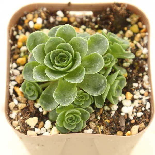  succulent plant aeoniumdo gong nta squirrel 7.5cm pot seedling 