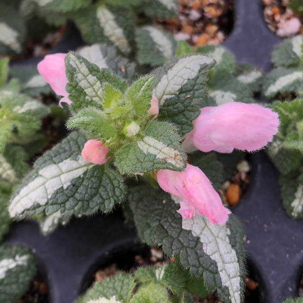 [ our shop agriculture place production ]lamium pink pearl 9cm pot seedling ground cover .! enduring cold .. root .