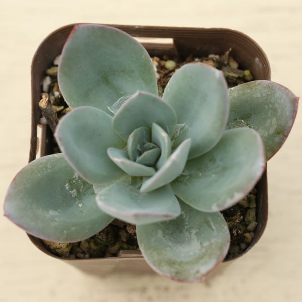  succulent plant ekebeli Abu links blue 7.5cm pot seedling 