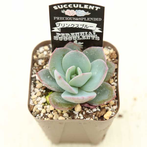  succulent plant ekebeli Abu links blue 7.5cm pot seedling 