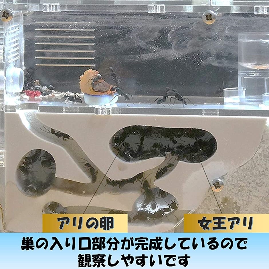 アリの巣観察キット 自由研究 1年保証 昆虫採集セット 飼育ケース アリ飼育キット 水槽 砂なし