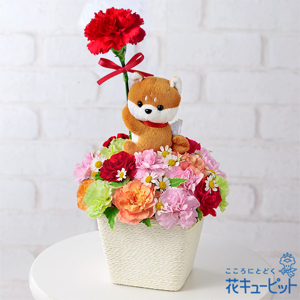 [ Mother's Day present 2024] still interval ... Mother's Day gift carnation 60 fee 70 fee flower cue pito. lovely dog. mascot attaching arrangement 