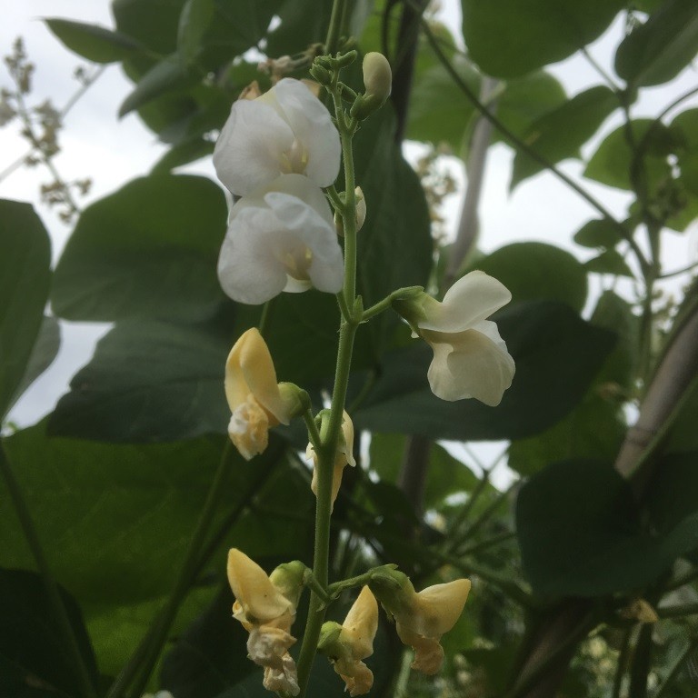  acceptance beginning![ new thing ] white flower legume 800g[ and ....* white ]. peace 5 year production free shipping agriculture . water production large .. winning Hokkaido Tokachi New Year cellulose abundance 