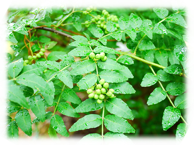  zanthoxylum fruit sausage 