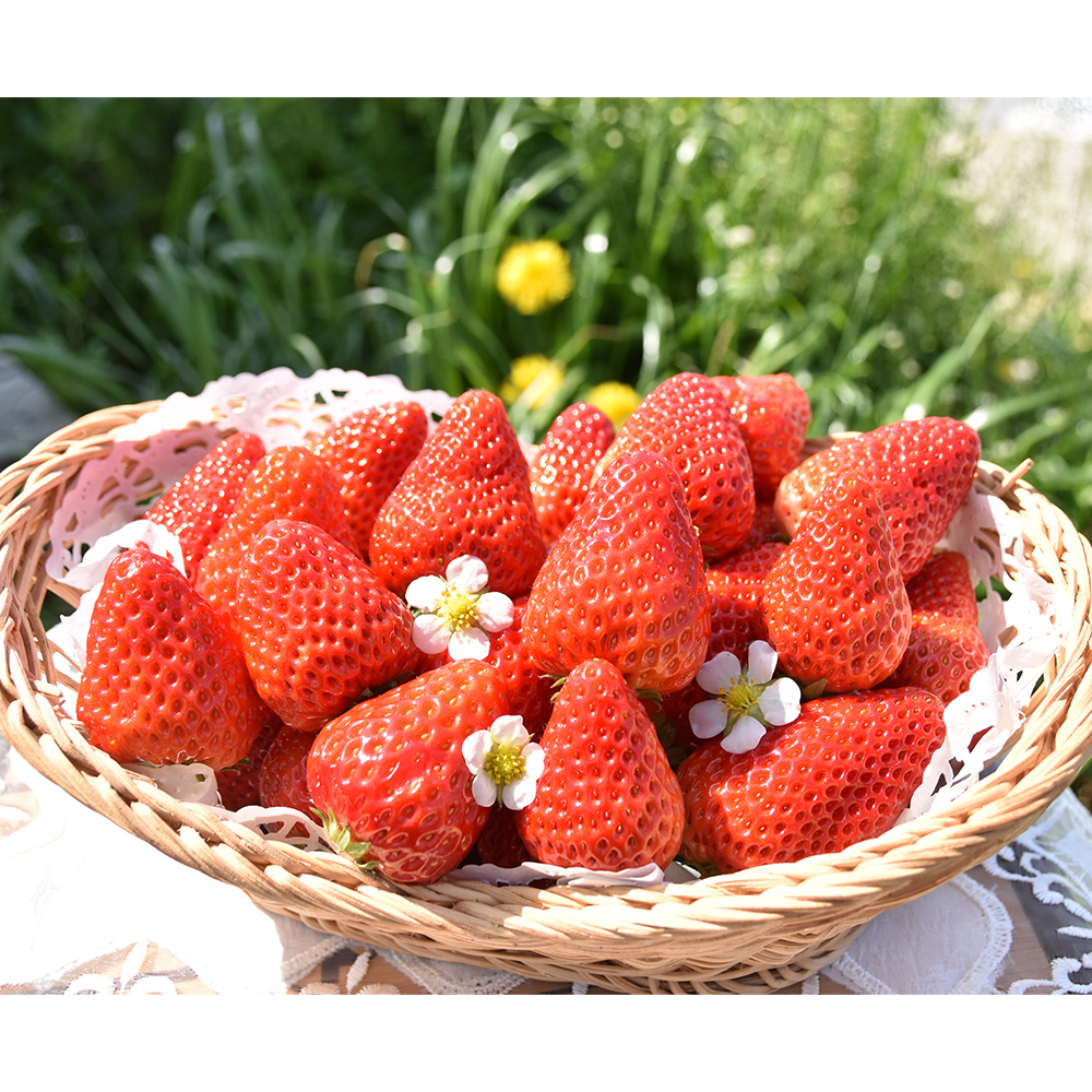  strawberry ....MIX. size shape various { delivery period :2023/12/22~2024/5/31}
