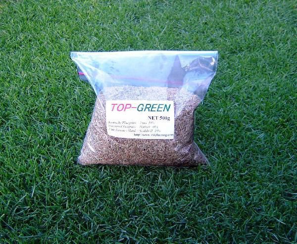  lawn grass raw. kind * beautiful green . keeps TOP-GREEN 500g×2( lawn grass ) free shipping 