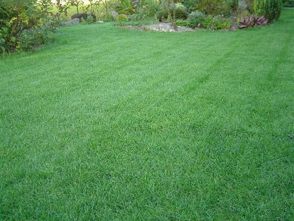  lawn grass raw. kind * beautiful green . keeps TOP-GREEN 500g×2( lawn grass ) free shipping 