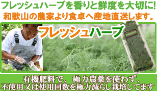  fennel 15g fresh herb meal for Wakayama prefecture production fish dish . good is used . fish herb 