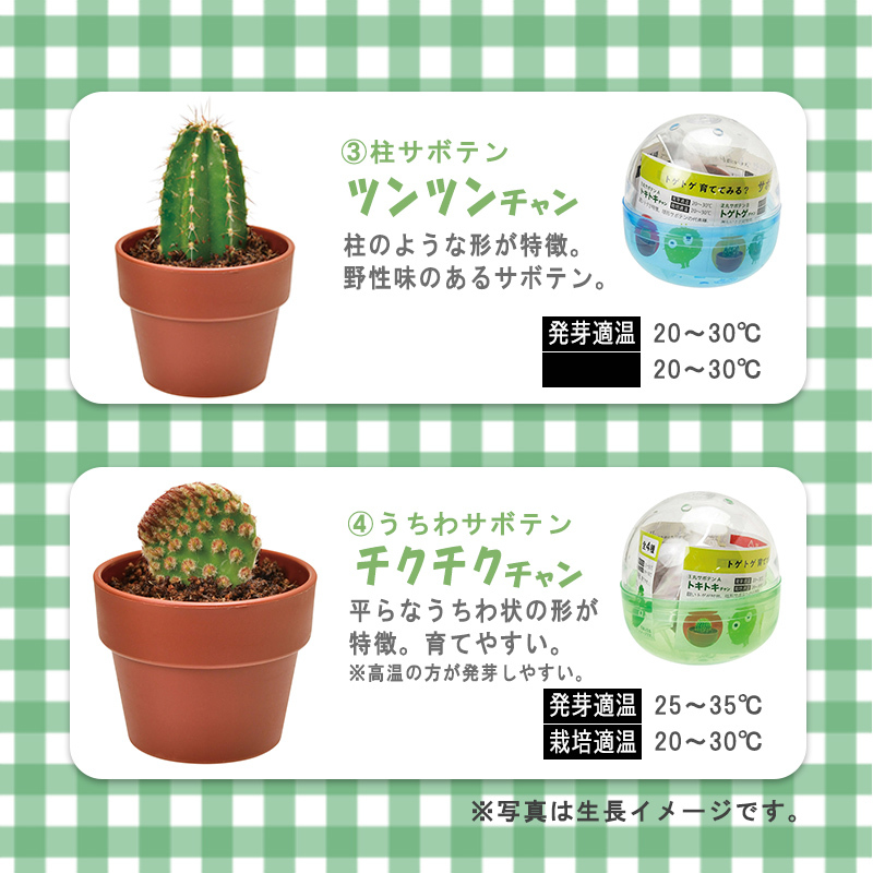 人気サボテン✨3種セット 庭セット ⭕️ブラジル柱 ⭕️アズレウス