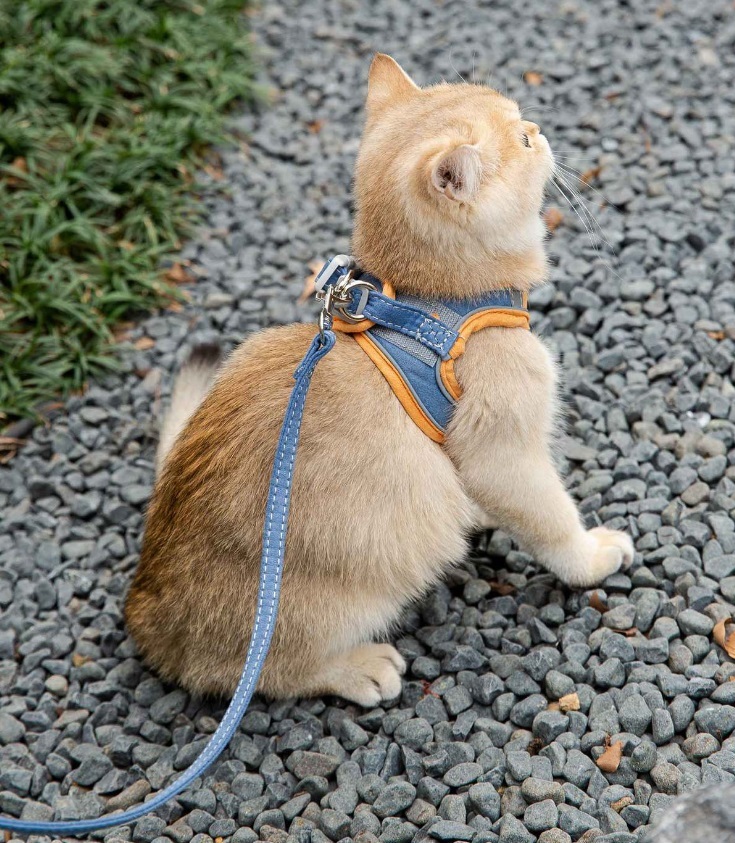  cat harness lead set walk double lock colorful two-tone color - coming off not lovely stylish clothes .. not ventilation deer leather cat for dog 