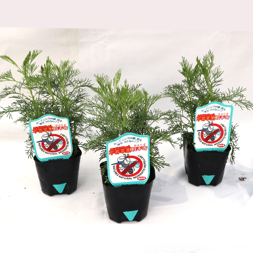 ITANSE mosquito ...( arte mesiasa The n wood ) herb seedling 9cm pot 3 piece set free shipping i tongue se official 
