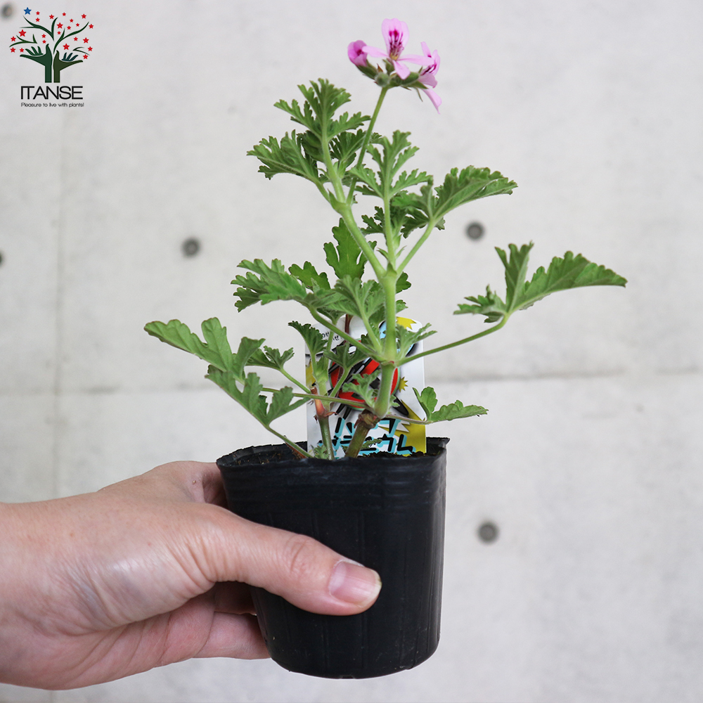 ITANSEmo лыжи to Buster * трава герань ( комары полосный .) трава. рассада .. растения 9cm pot . сделка 16 шт. комплект огород простой бесплатная доставка i язык se официальный 