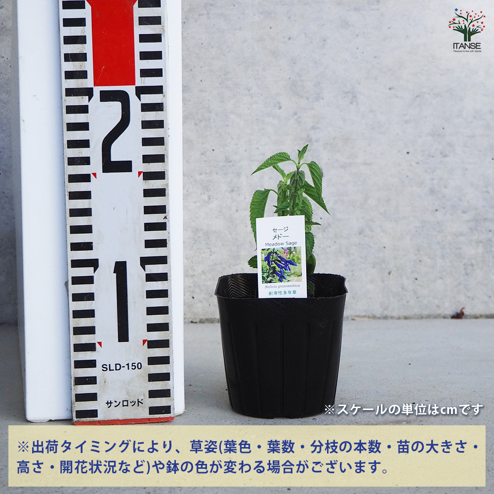 ITANSE шалфей medo- трава. рассада 9cm pot /. сделка 3 шт. комплект еда для трава .. антибактериальный yakyousa рубин a лекарство для sa рубин a садоводство 