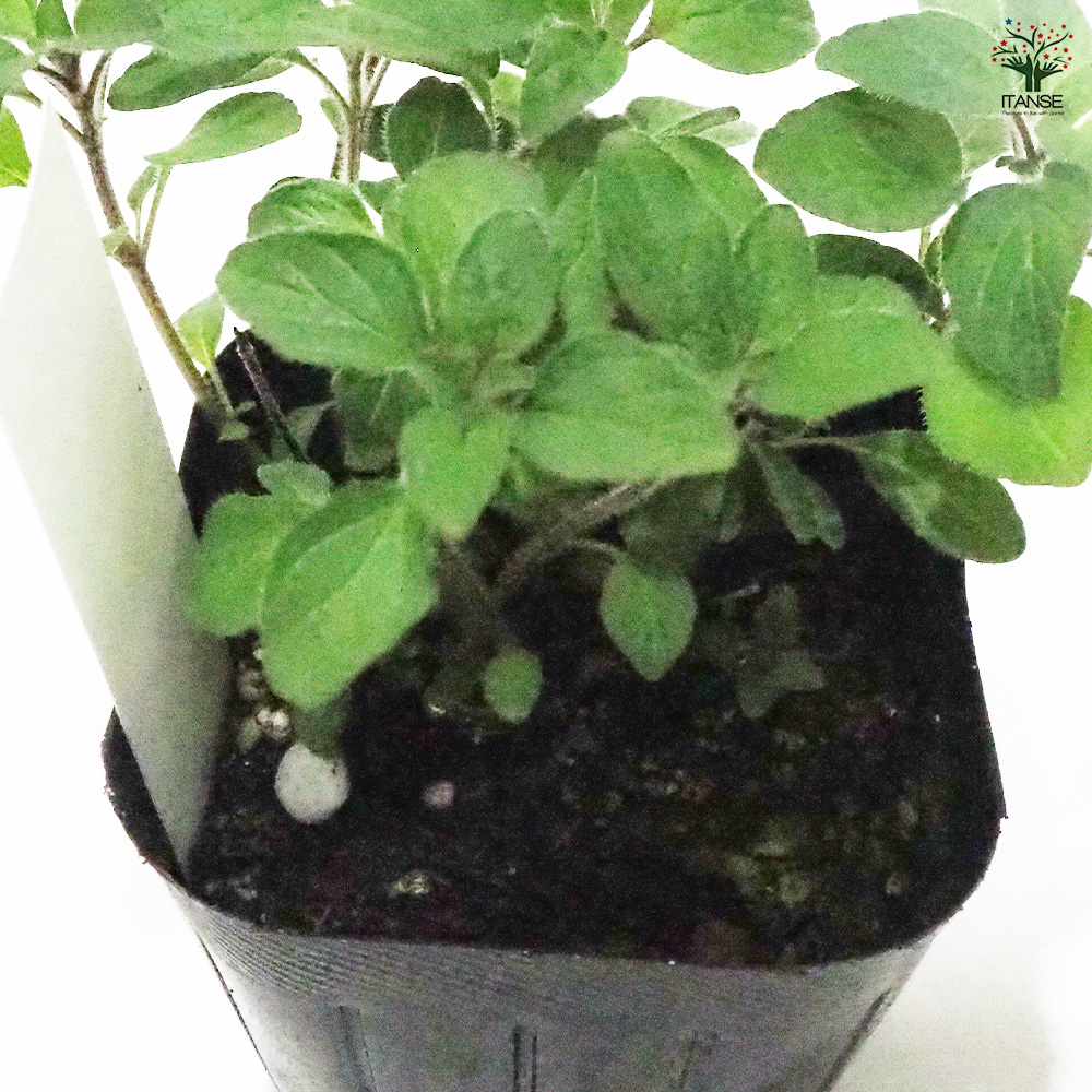  орегано Gree k белый трава. рассада 9cm pot /. сделка 6 шт. комплект цветок орегано gak. гарантия .. хороший поэтому, срезанные цветы . сухой цветок тоже используется. 