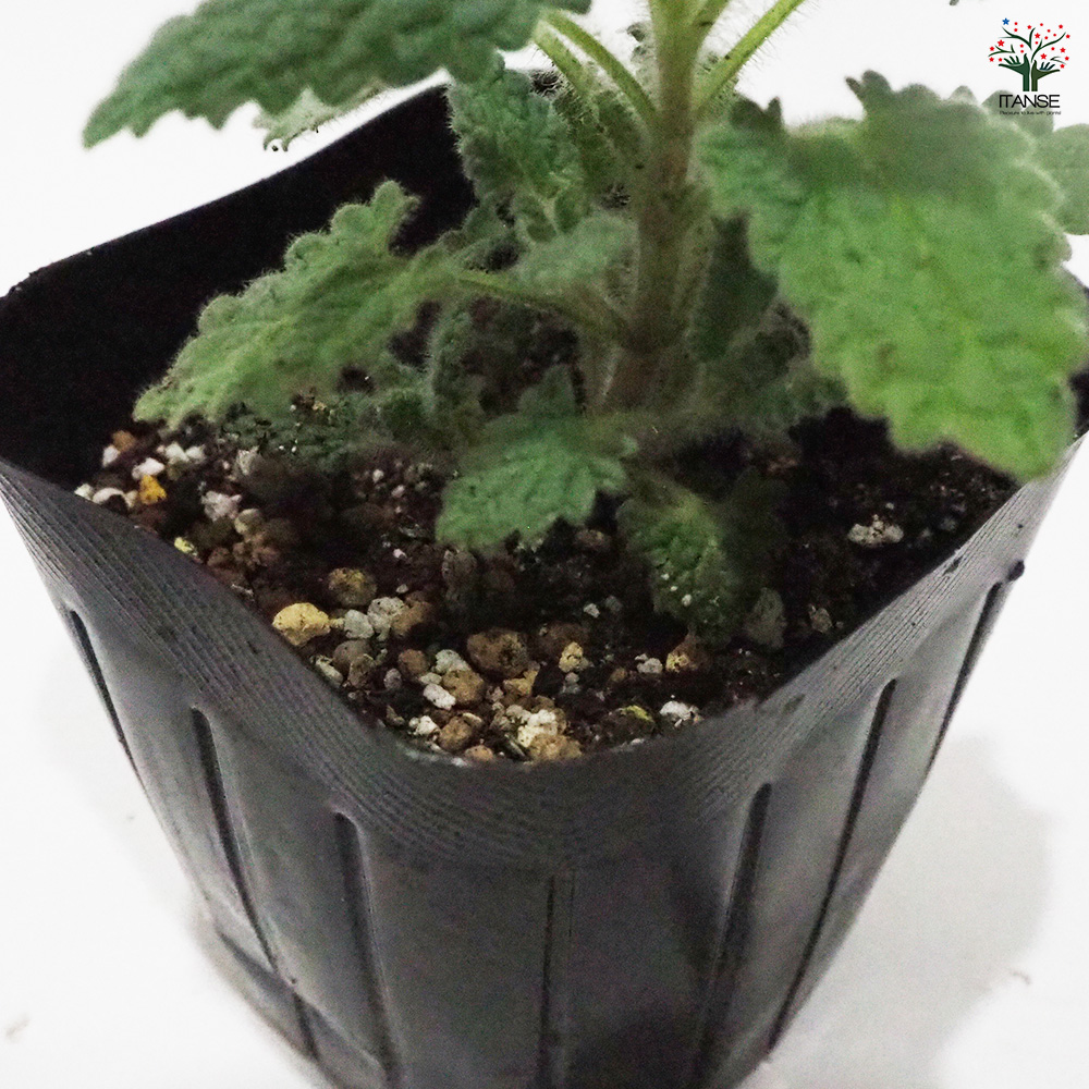  кошка мята лаванда трава. рассада 9cm pot /1 шт продажа nepeta собака - ka выдерживающий холод . трава трава. рассада цветок рассада цветок. рассада крепкий садоводство 
