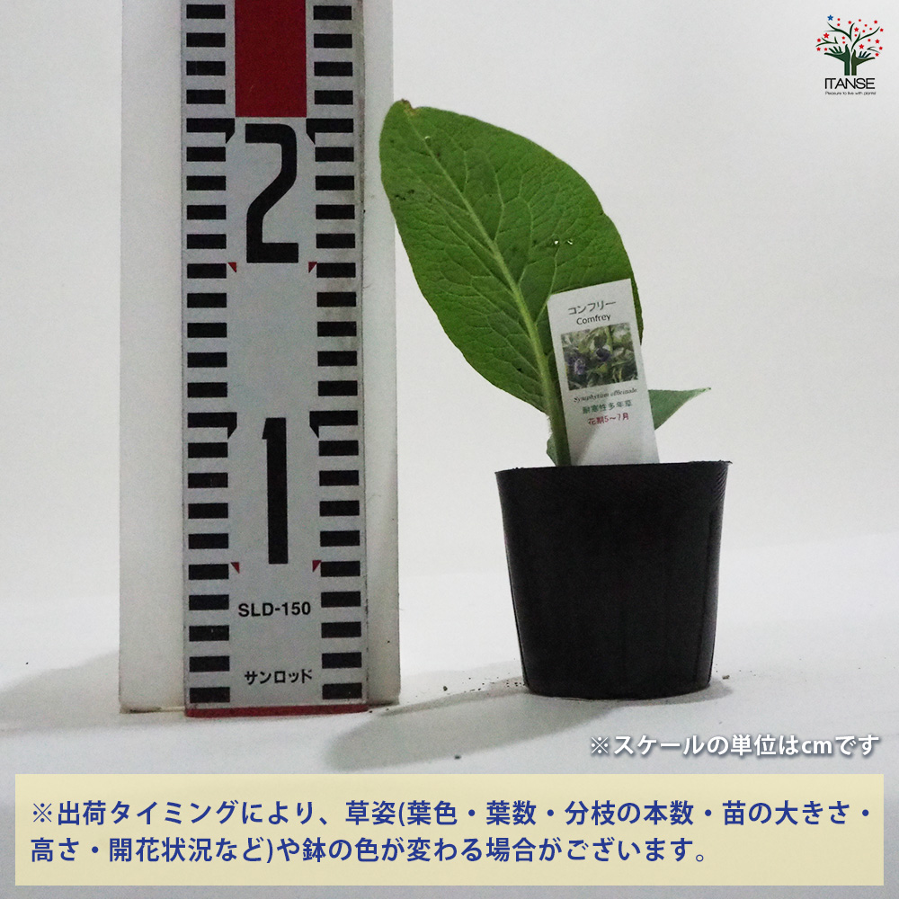  темно синий свободный трава. рассада 9cm pot /. сделка 9 шт. комплект herb трава трава рассада садоводство огород 