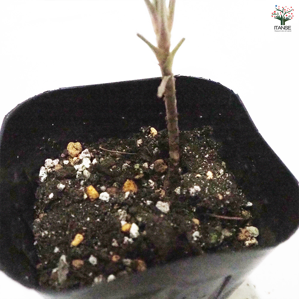  герань sidoites трава. рассада 9cm pot /. сделка 6 шт. комплект цветок. рассада герань рассада герань. рассада цветок рассада цветок 