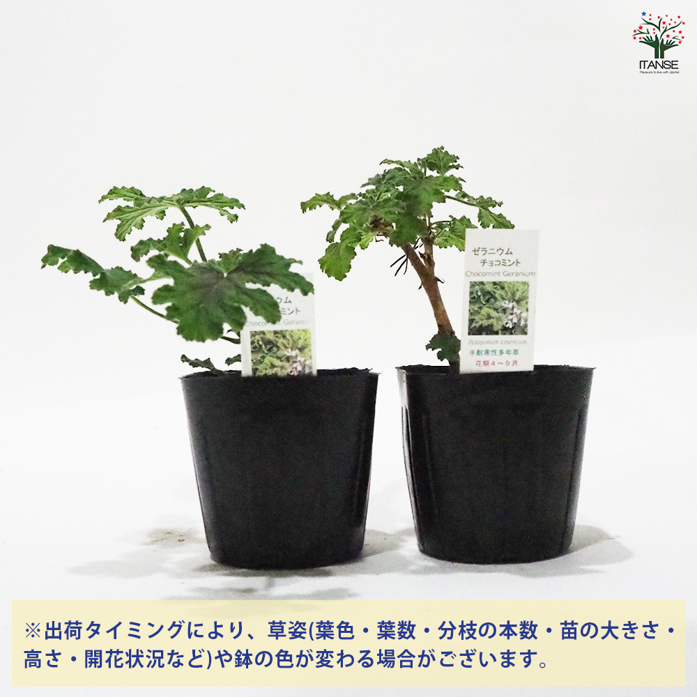  герань шоко мята трава. рассада 9cm pot /1 шт продажа цветок. рассада герань рассада герань. рассада цветок рассада цветок 