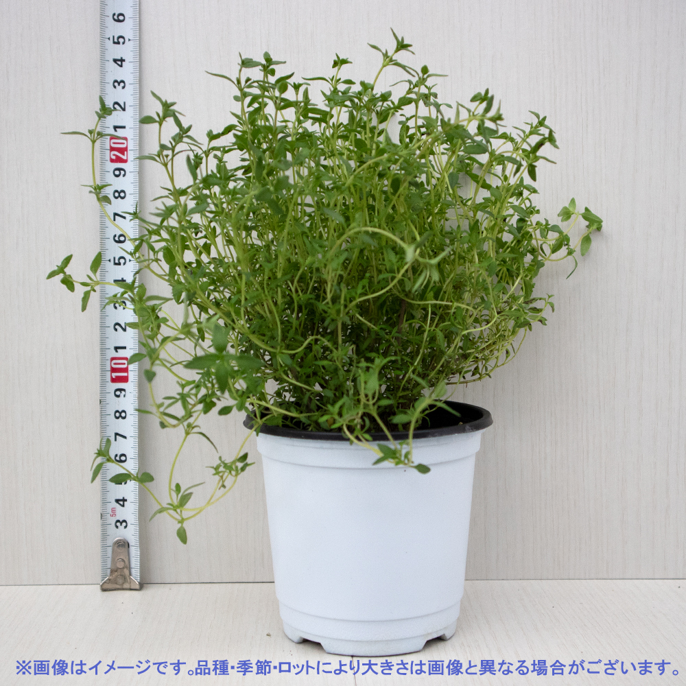 ITANSE трава рассада common время 10.5cm pot 2 шт. комплект бесплатная доставка .... простой!..... трава рассада серии!i язык se официальный 